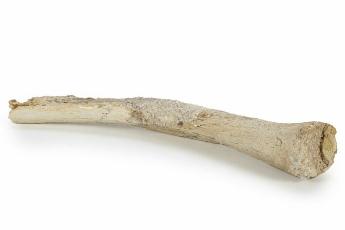 Fossil Plesiosaur Rib Section - Asfla, Morocco #240977